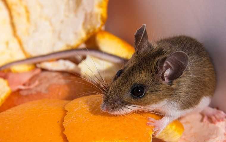 mouse crawling on orange peels
