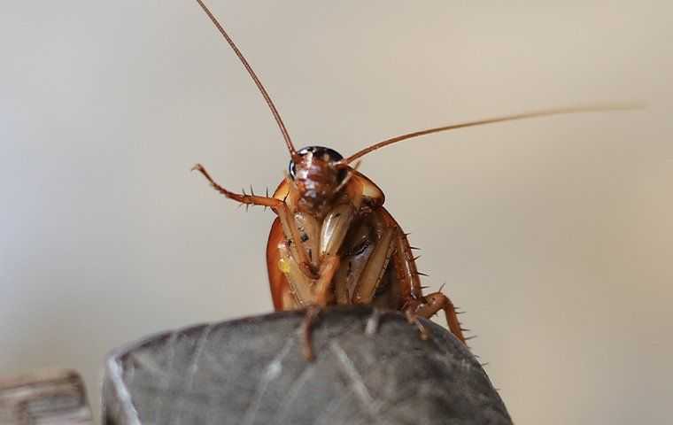 cockroach crawling up furniture in home