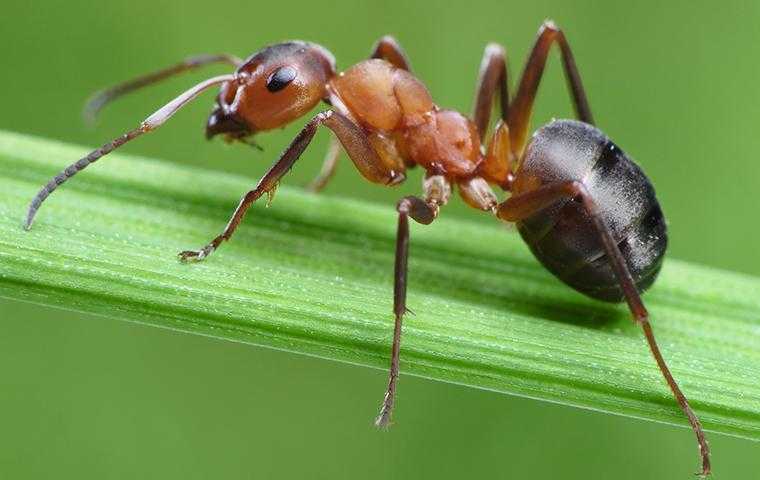 ant on a grass stem in waldorf maryland