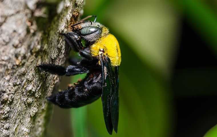 up close image of a carpenter bee