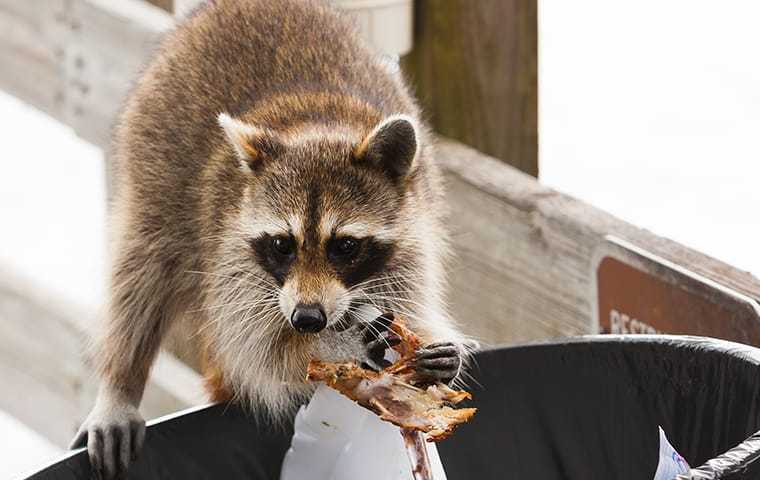 raccoon digging in trash