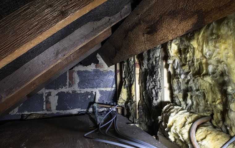 an attic crawlspace