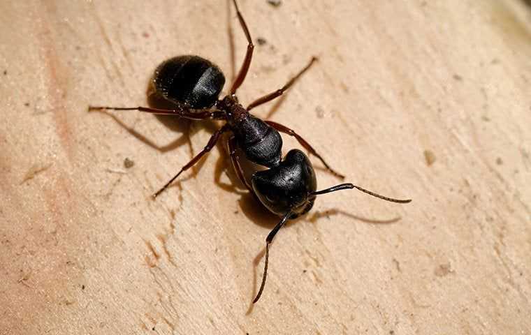 carpenter ant on a fresh cut board