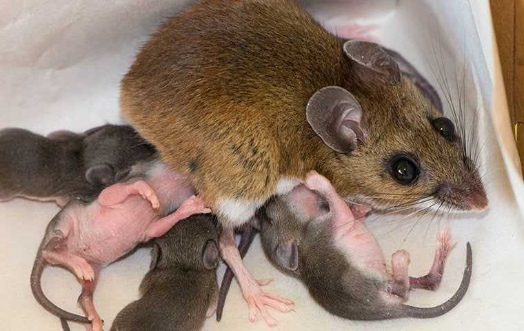 a mouse nursing her offspring inside a home
