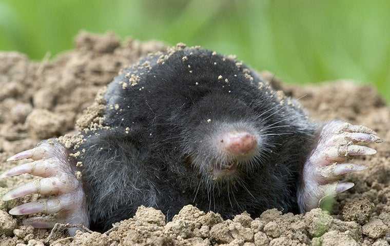 Mole poking its heads out of tunnel