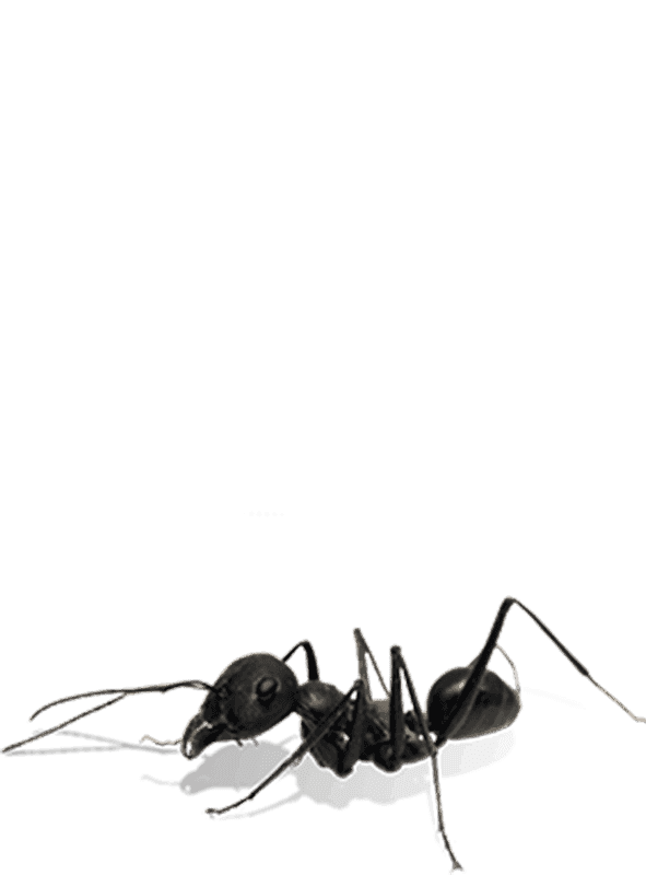 Black ant illustration