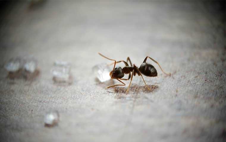 ant in house eating sugar