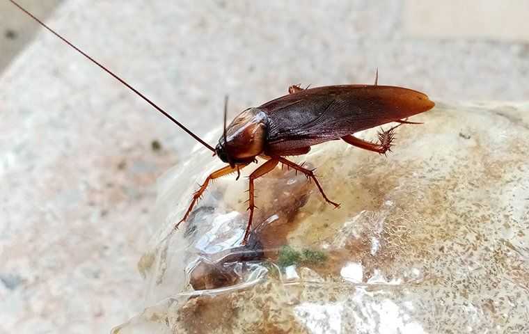 american cockroach on a plastic bag