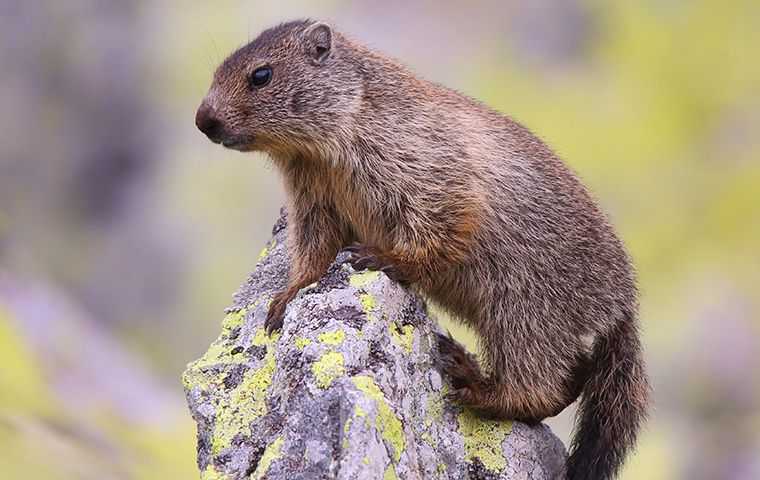 groundhog on rock