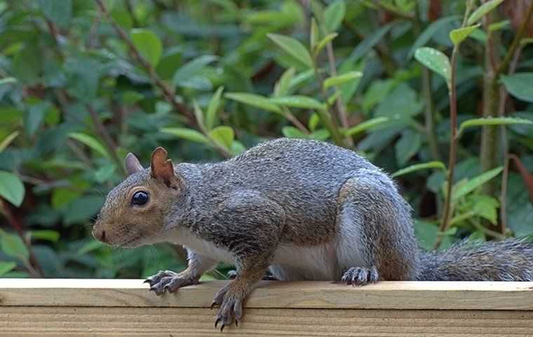 a gray squirrel on a patio