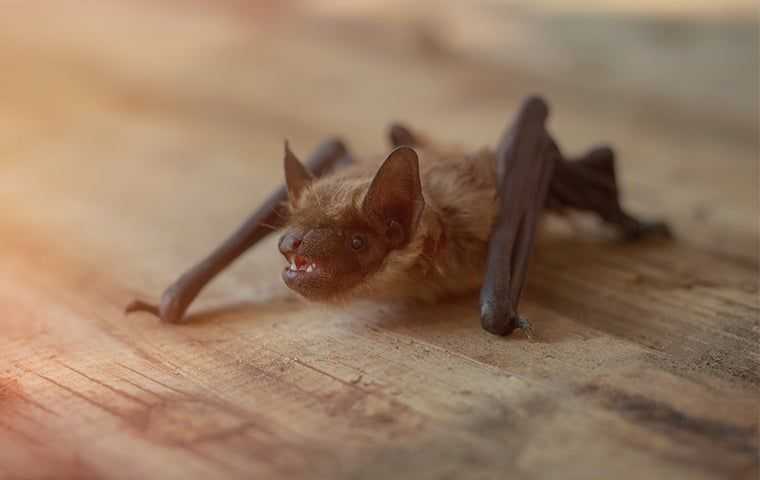 a bat in a home