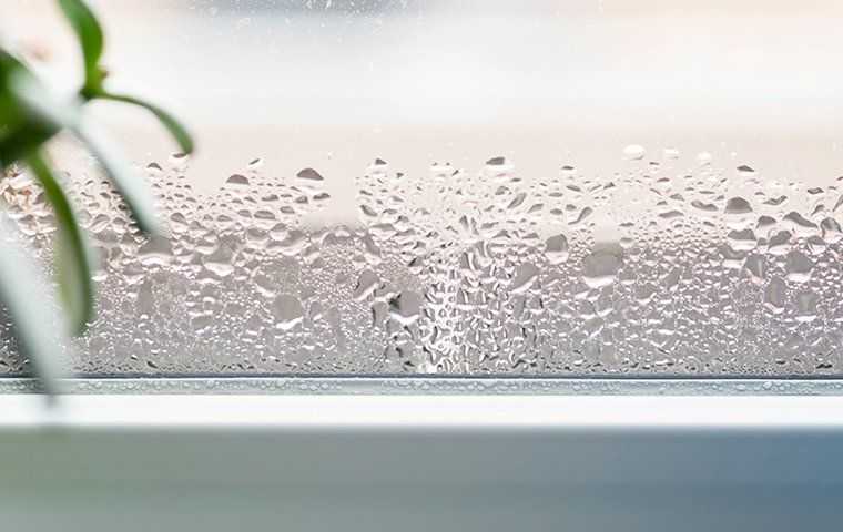 moisture on the inside of a window