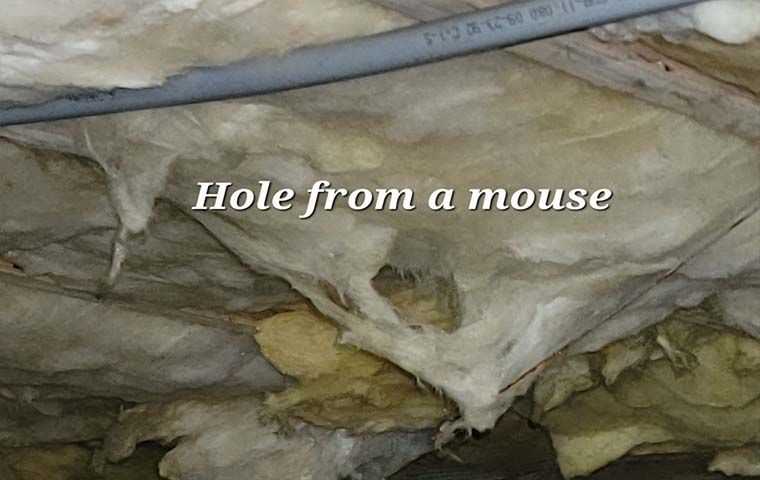 hole form a mouse