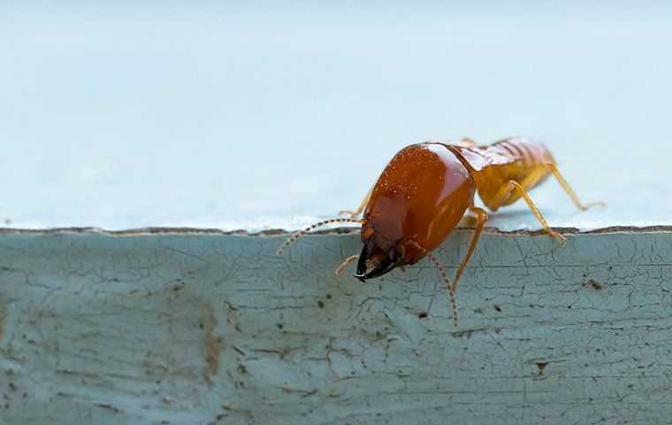a termite on a wooden board