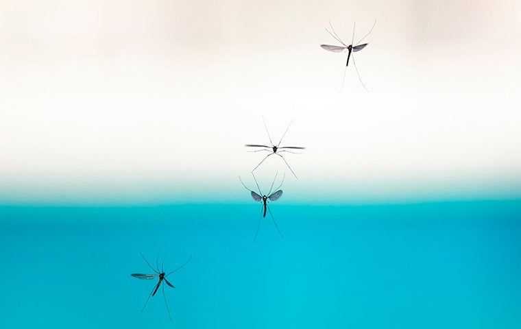 mosquito flying near a pool of water