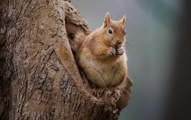 squirrel sitting on a tree trunk