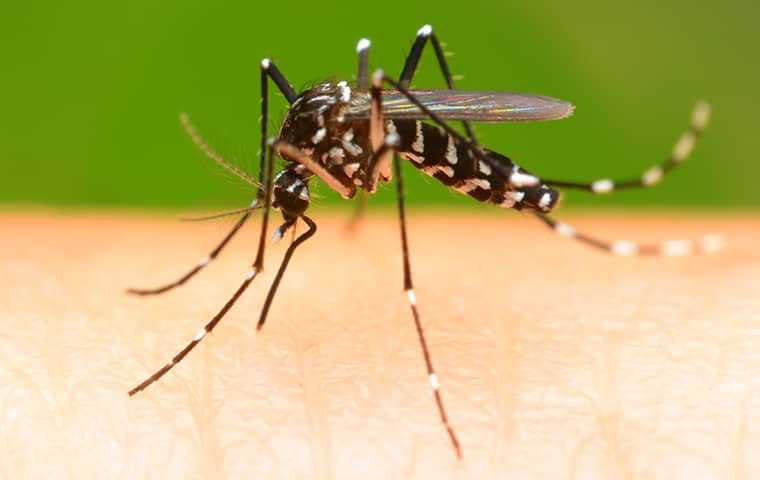 mosquito biting a human