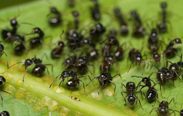 ants crawling on a leaf