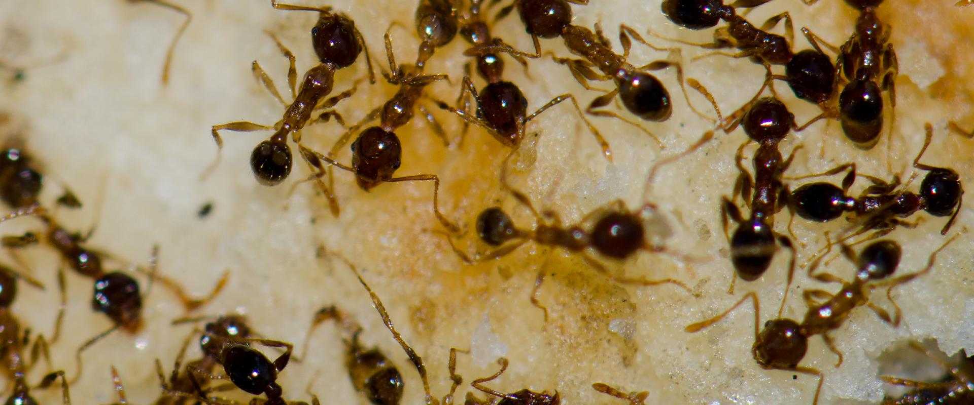 ants on sugar in waldorf maryland