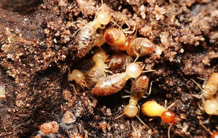a group of termites