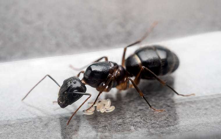 up close image of a carpenter ant crawling in a home