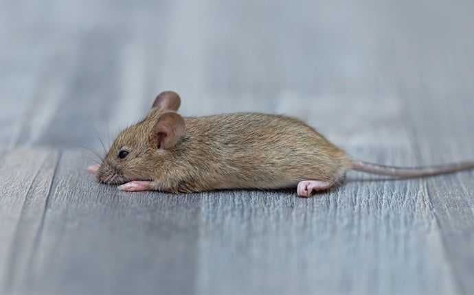 house mouse on the floor