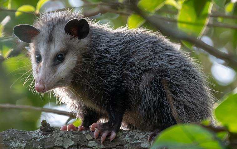 an opossum in a tree