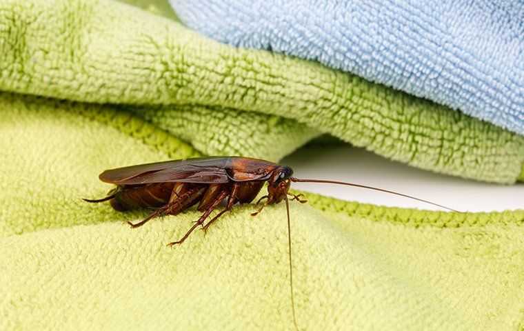 american cockroach on towels 
