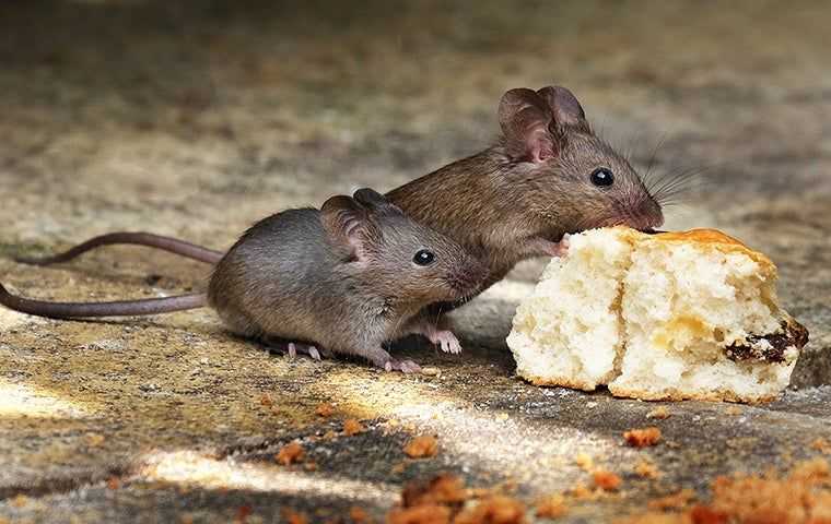 two mice eating biscuit