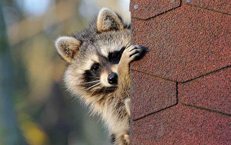 raccoon peaking around house
