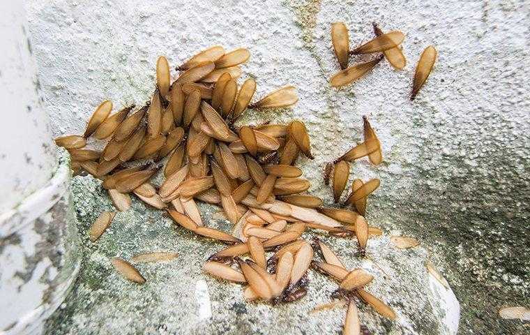 termite swarmers near a house